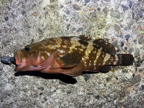 キジハタの釣果