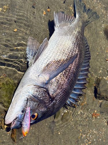 チヌの釣果