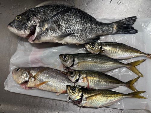 アジの釣果