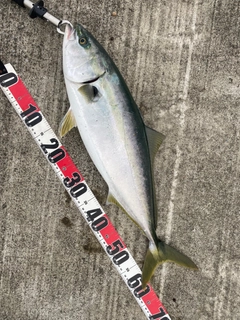 ワラサの釣果