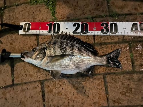 チヌの釣果