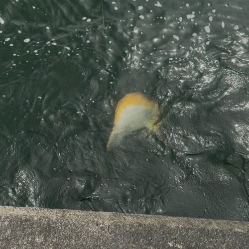 アカエイの釣果