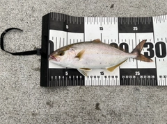 ショッコの釣果