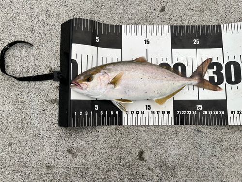 ショッコの釣果