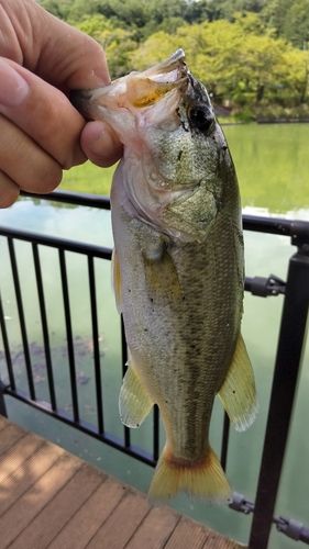 ブラックバスの釣果