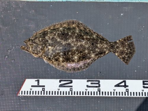 ヒラメの釣果