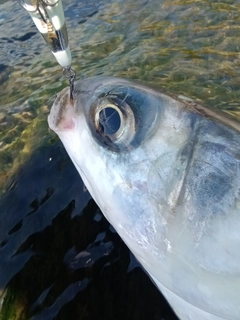 ボラの釣果
