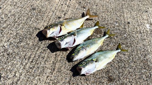 フクラギの釣果