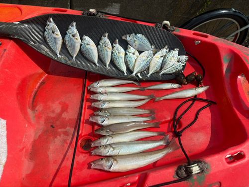 シロギスの釣果