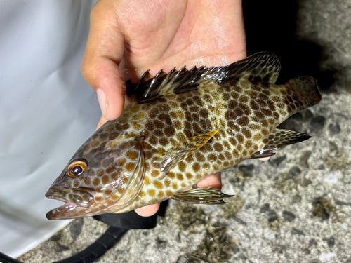 オオモンハタの釣果