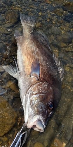 コショウダイの釣果