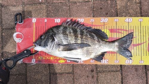 クロダイの釣果