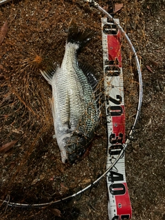 キビレの釣果