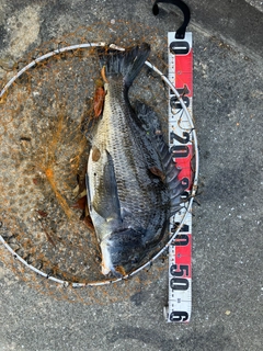 チヌの釣果