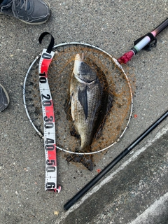 チヌの釣果