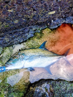 カスミアジの釣果
