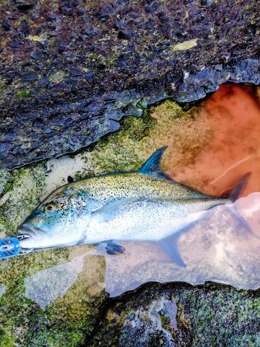カスミアジの釣果