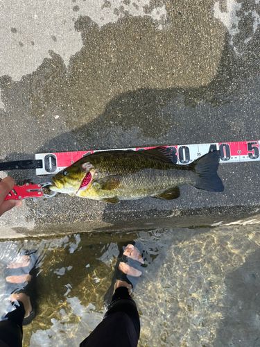 スモールマウスバスの釣果