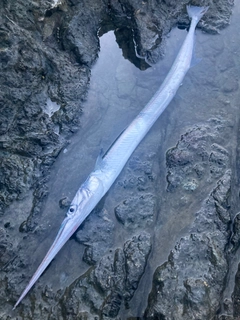 ダツの釣果