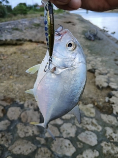 メッキの釣果