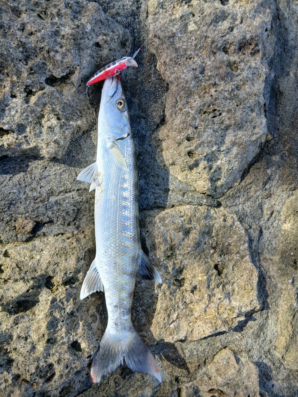 SHIMANO 21ソアレXR S68UL-Sの最安値・インプレ・釣果 | 本音の口コミ