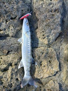 オニカマスの釣果