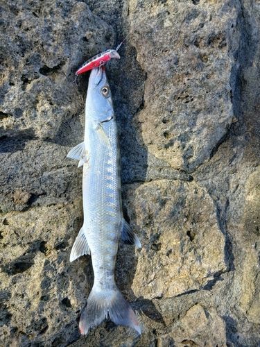 オニカマスの釣果