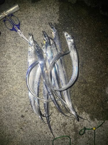 タチウオの釣果