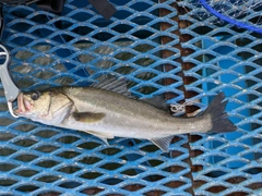 フッコ（マルスズキ）の釣果