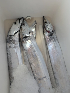タチウオの釣果