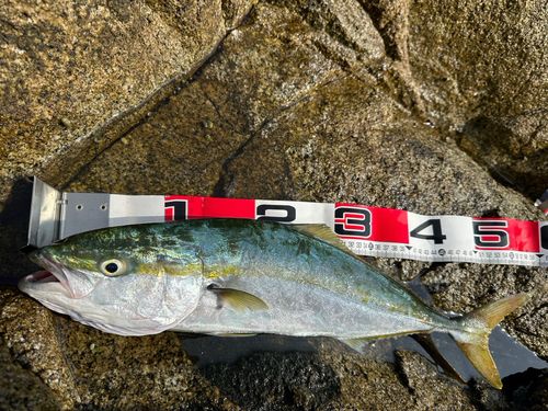 イナダの釣果