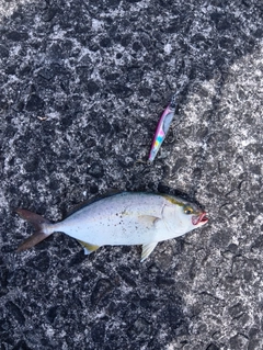 ネリゴの釣果