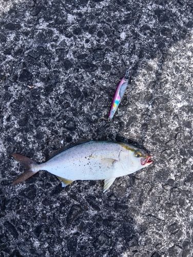 ネリゴの釣果