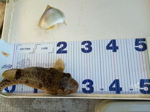 ベッコウゾイの釣果