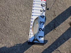 ネイリの釣果