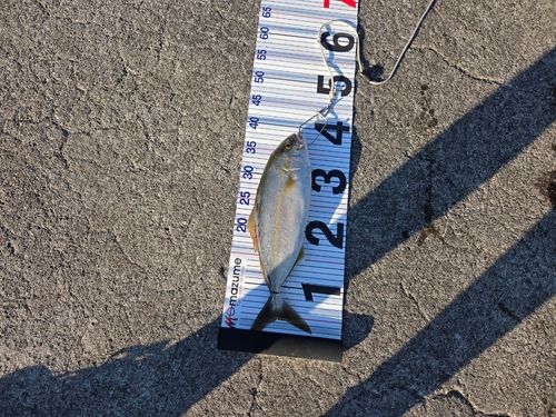 ネイリの釣果