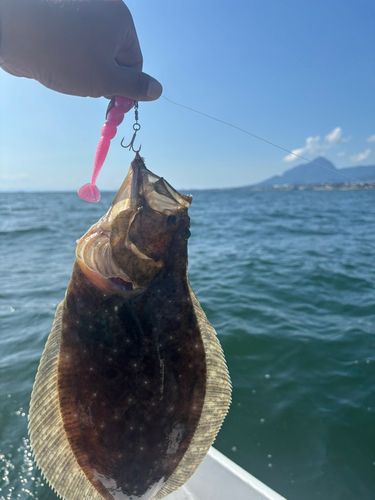 ソゲの釣果