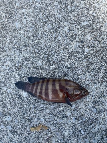 マハタの釣果