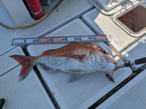 タイの釣果