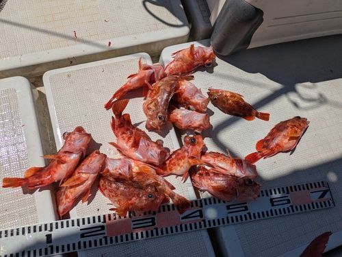 アラカブの釣果