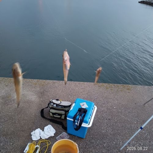 キスの釣果