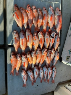 アカムツの釣果