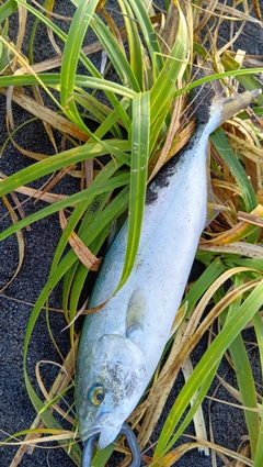 フクラギの釣果