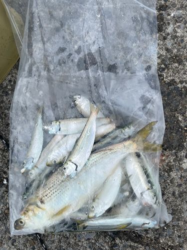 サッパの釣果