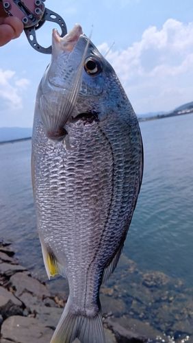 キビレの釣果