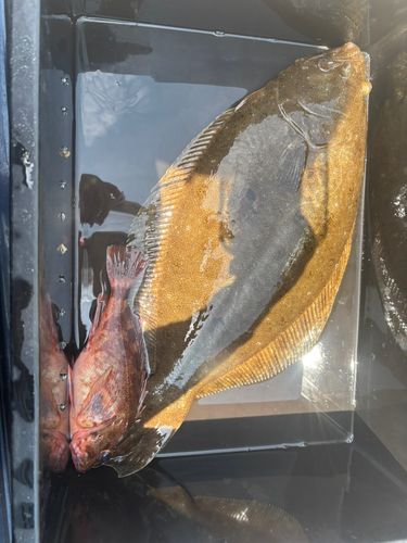 ヒラメの釣果
