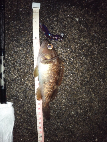 エゾメバルの釣果