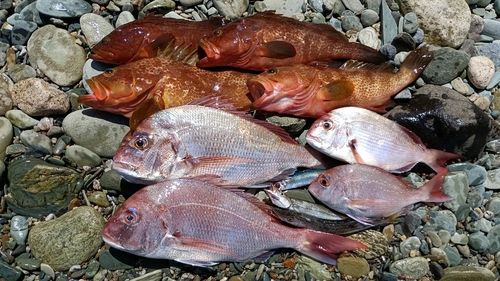 キジハタの釣果