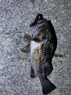 クロソイの釣果