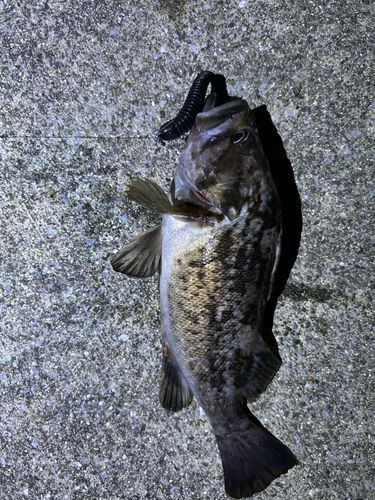 クロソイの釣果